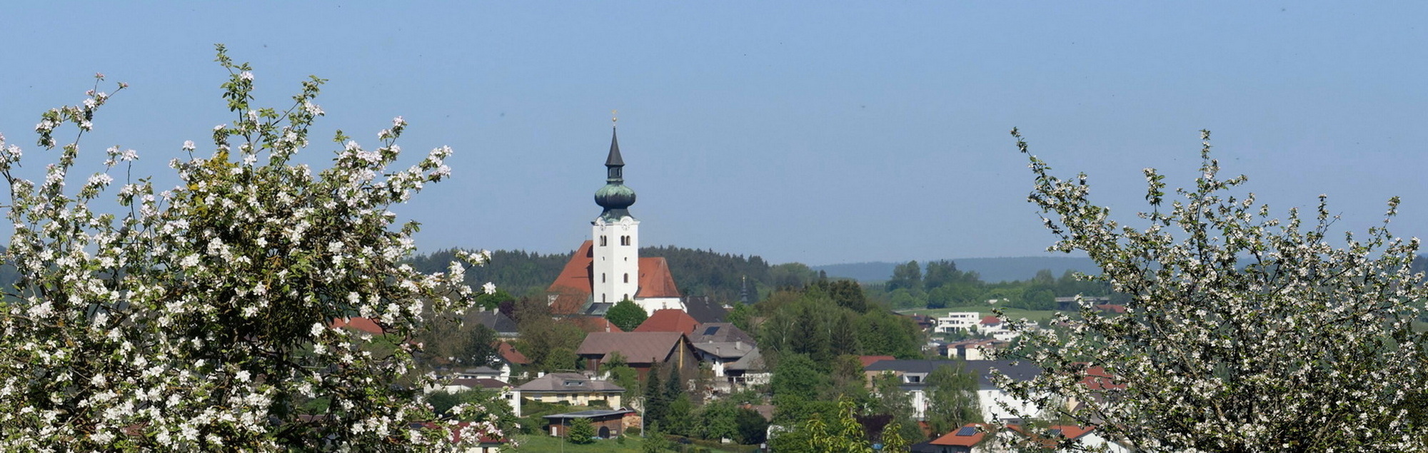 Kirche Schörfling Obstbaumblüte