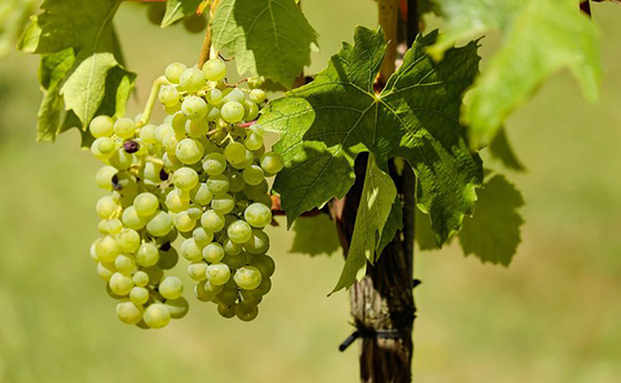 Weinstock/Reben